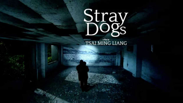 straydogs