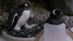 Γκέι ζευγάρι πιγκουίνων 